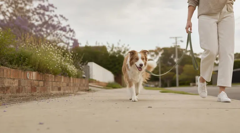 How to Stop Your Dog Pulling on the Lead: A Calm, No-Yank Guide